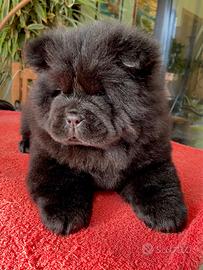 Chow Chow cucciola nera con pedigree