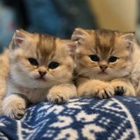 Cuccioli British Shorthair Golden