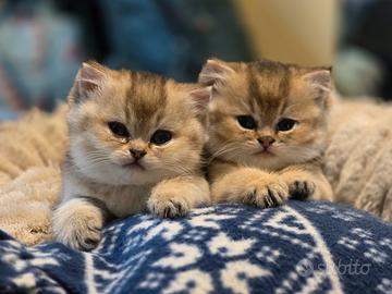 Cuccioli British Shorthair Golden