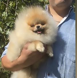 Pomerania con Pedigree ENCI