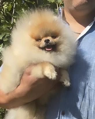 Pomerania con Pedigree ENCI