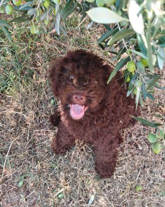 Lagotto Romagnolo CUCCIOLI con Pedigree