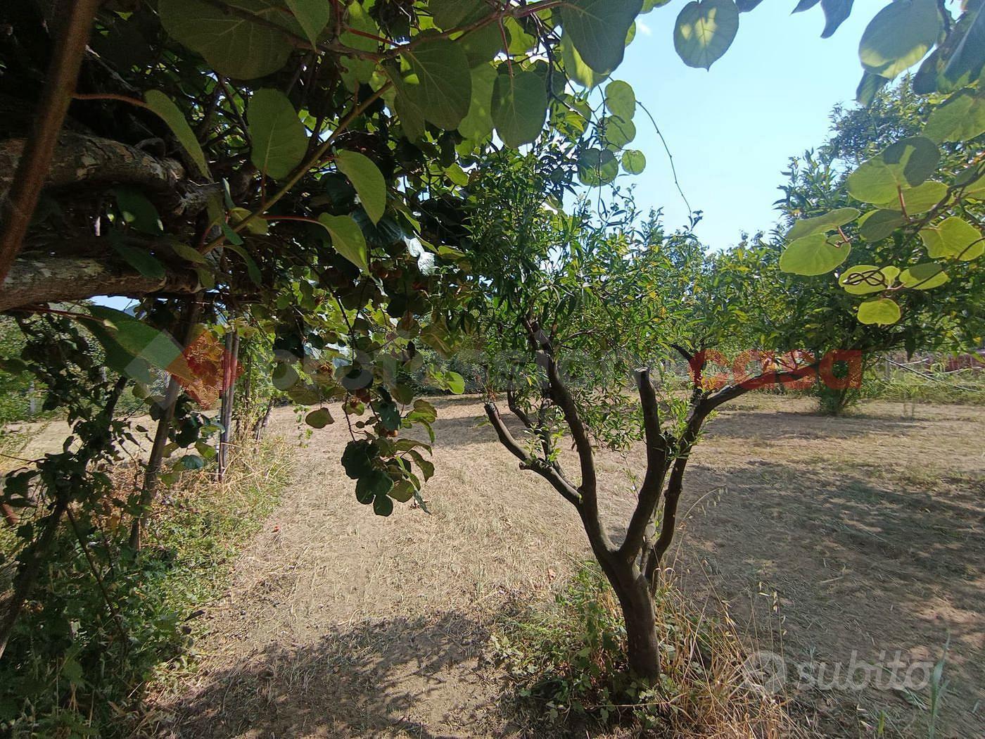 Terreno Agricolo Castel San Giorgio - Vista 4