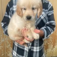 Cuccioli di Golden Retrivers con pedigree