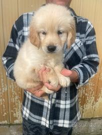 Cuccioli di Golden Retrivers con pedigree