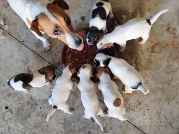 Jack Russell