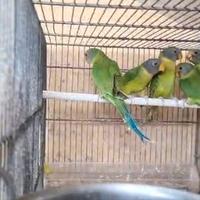 Parrocchetti testa di prugna