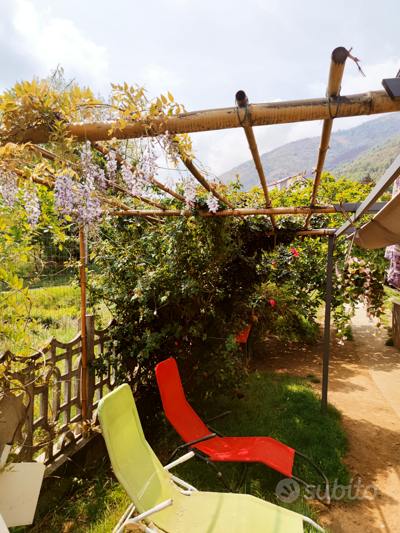 Canne di Bambù gigante - Giardino e Fai da te In vendita a Torino