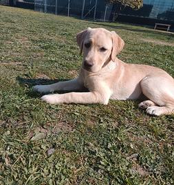 Labrador retriever femmina