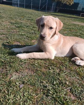 Labrador retriever femmina