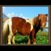 Mini pony maschio