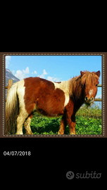 Mini pony maschio