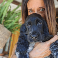 Cuccioli di Cocker Spaniel Inglese con Pedigree