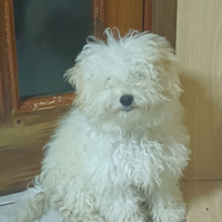 Cani di razza bolognese