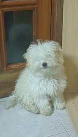 Cani di razza bolognese