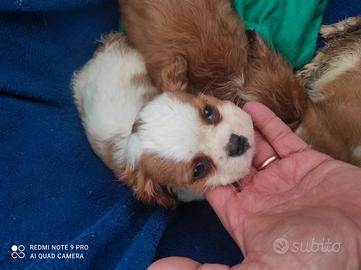 Tre cavalier King