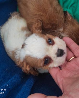 Tre cavalier King