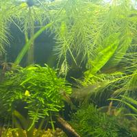 Accessori per acquario