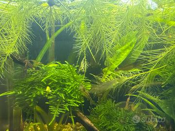 Accessori per acquario