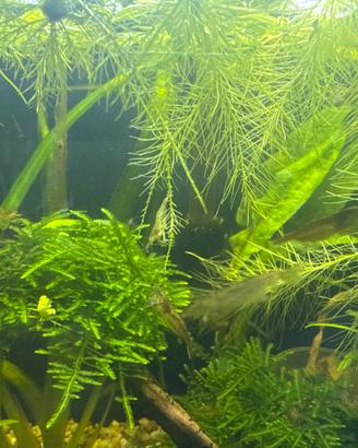 Accessori per acquario