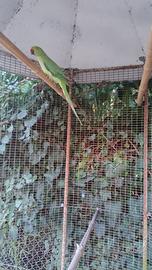 Parrocchetto dal collare maschio