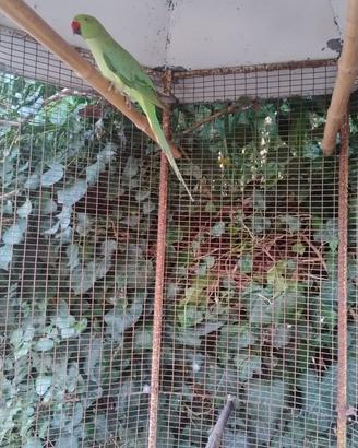 Parrocchetto dal collare maschio