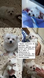 Cucciolo Maltese Toy, maschio, 3 mesi