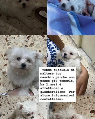 Cucciolo Maltese Toy, maschio, 3 mesi