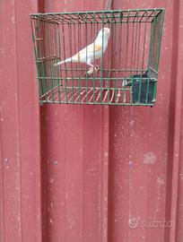 Canarini mosaici rossi