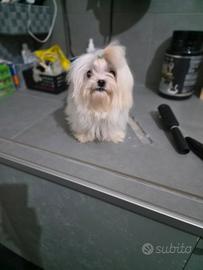 Cuccioli di maltese Toy