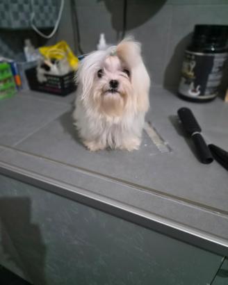 Cuccioli di maltese Toy