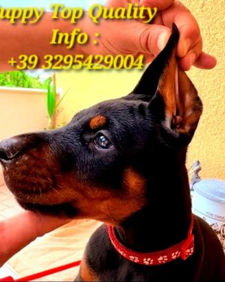 Dobermann