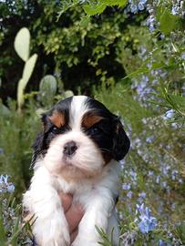 Cuccioli di Cavalier King con pedigree Enci