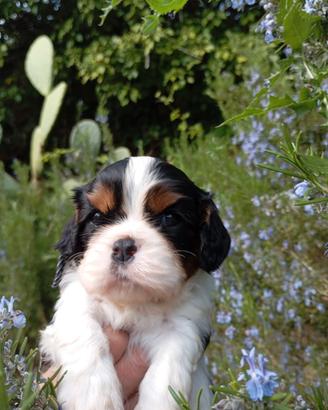 Cuccioli di Cavalier King con pedigree Enci