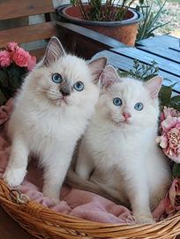 Cuccioli Ragdoll con pedigree