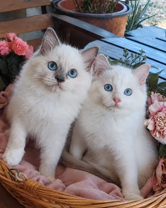 Cuccioli Ragdoll con pedigree