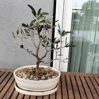 Bonsai di ulivo