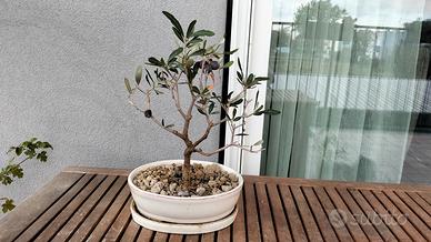 Bonsai di ulivo