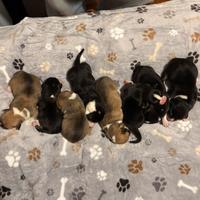 Cuccioli Corgi Pembroke