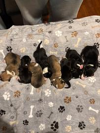 Cuccioli Corgi Pembroke