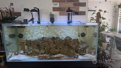 acquario