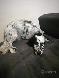 Setter Inglese femmina