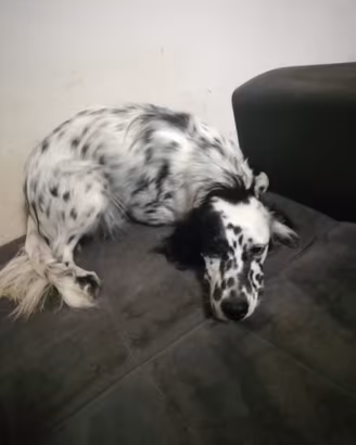 Setter Inglese femmina