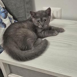 Gattini
