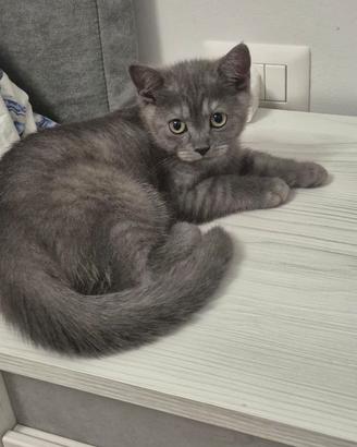 Gattini