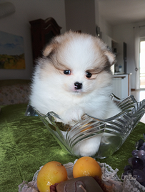 Spitz cucciola meravigliosa