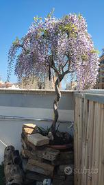 bonsai di Glicine - Giardino e Fai da te In vendita a Foggia