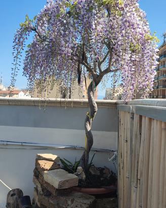 bonsai di Glicine