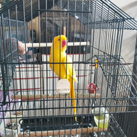 Pappagallo parrucchetto