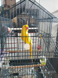 Pappagallo parrucchetto